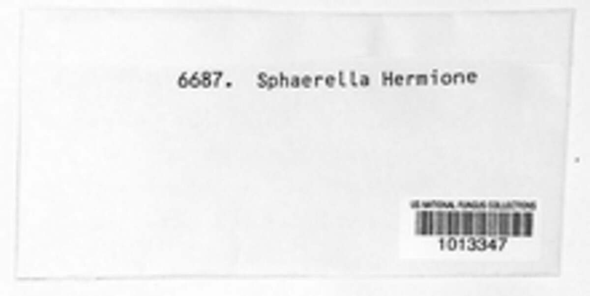 Sphaerella hermione image